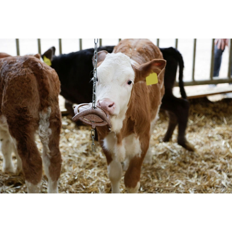 Biggenbijtring Agrodieren - 22639