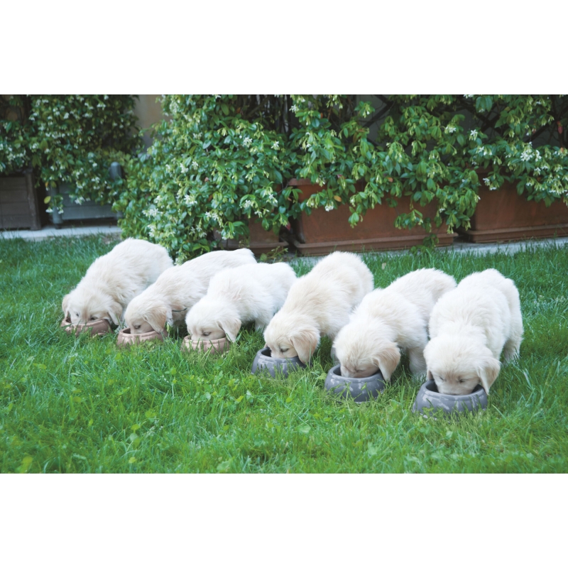 art 80515 agrodieren.be - 80515