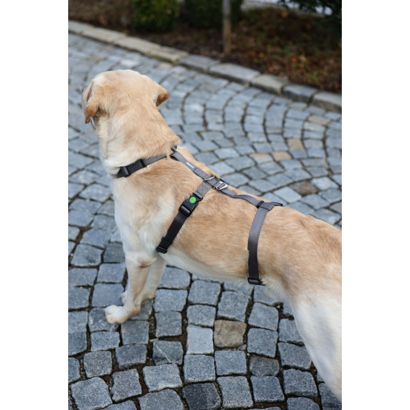 Collier pour chien  Miami Plus rouge, 30mm 45-53 cm - 80040
