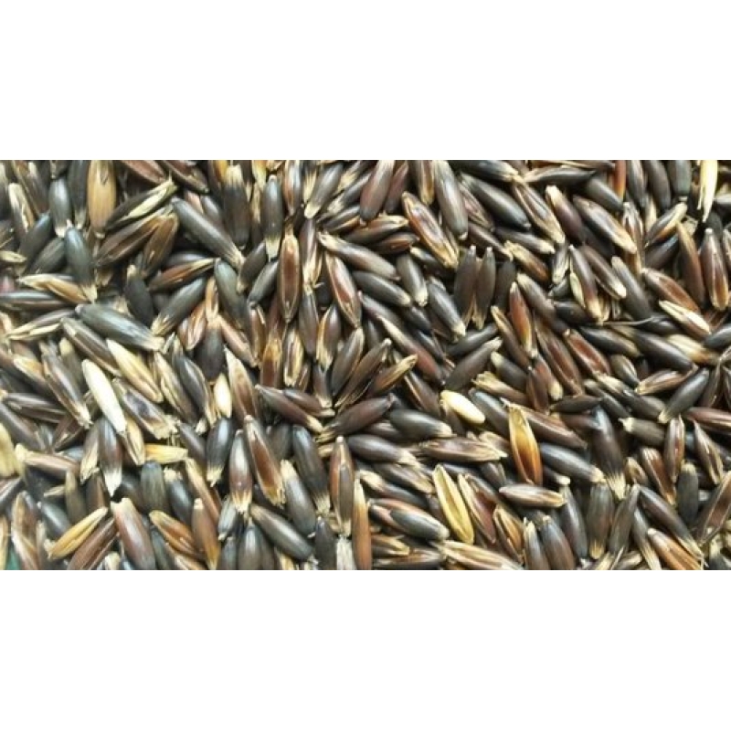 Avoine Noire agrodieren.be - ZWARTEHAVERVOL-20KG-AGRO