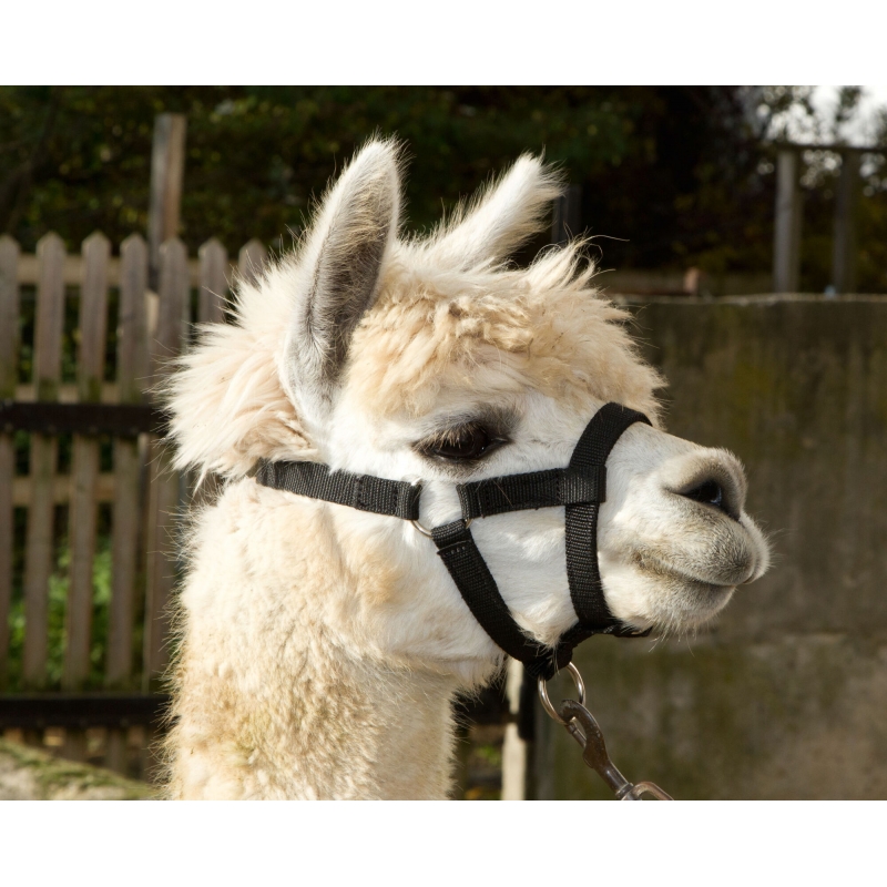 Alpaca-halster verstelbaar, zwart, 20mm PP - 2799