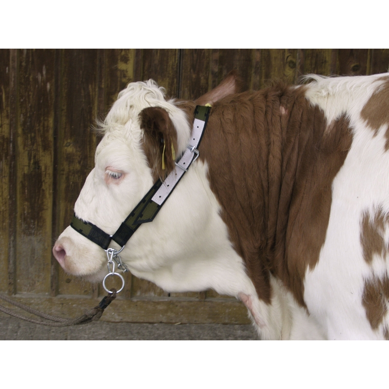 Licol pour vaches en Tr&eacute;vira  avec cha&icirc;ne jugulaire + anneau - 125010