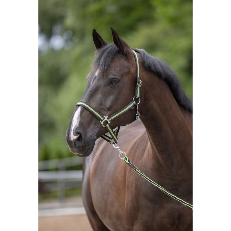 Licol Hippo anthracite-lemon, foal - 325902