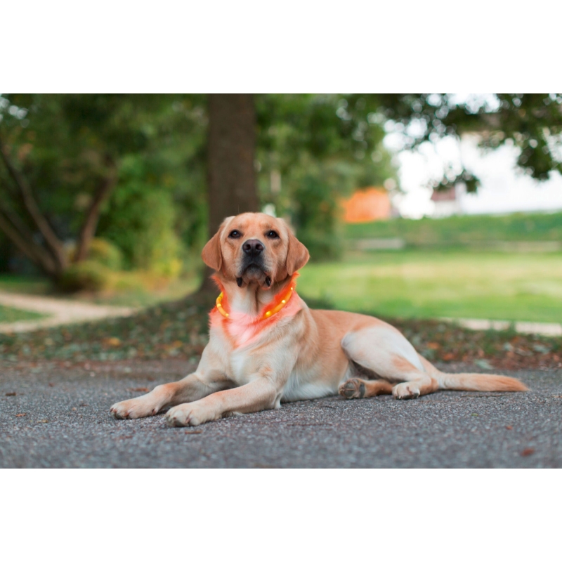 Collier pour chien LED Maxi Safe, rouge, 55 cm - 81191