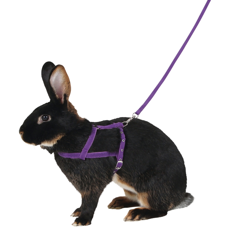 Harnais pour rongreur Agility violet, M - 81761