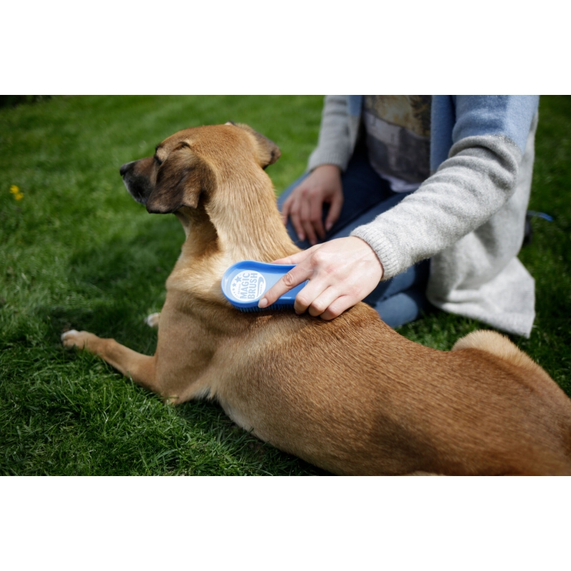 MagicBrush DOG Blue Sky - 81901