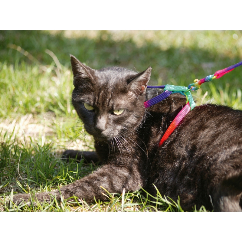 Kattentuig - 83191