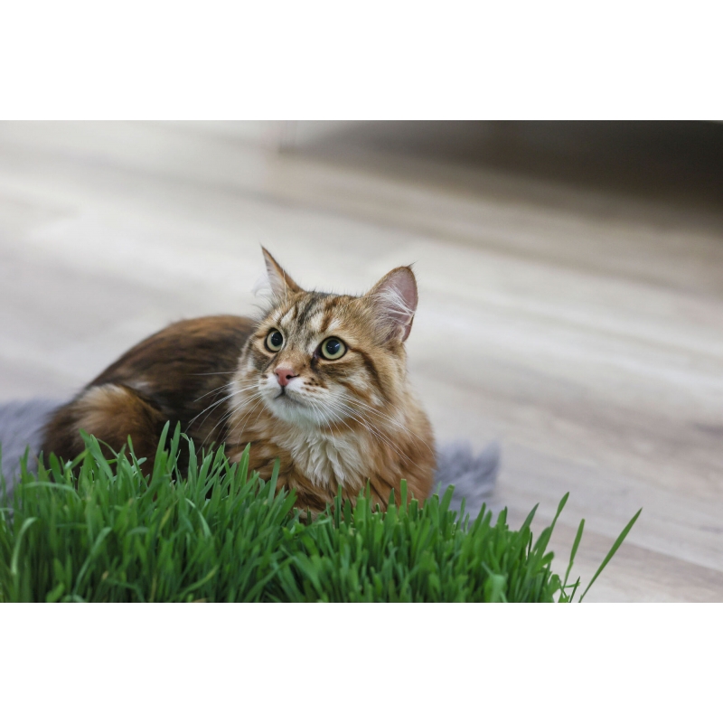 Kattengras - 83198
