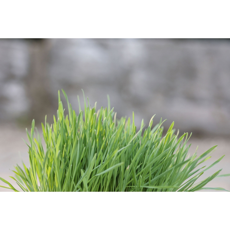 Herbe &agrave; ronger 100g - 83199