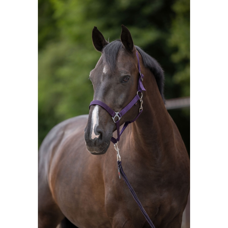 Licol Hippo aubergine, T 2 - 3222138
